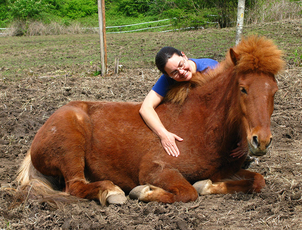 Rudi, Icelandic Pony