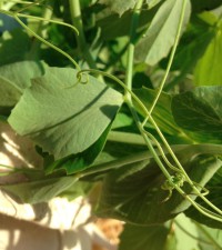 Try Pea Vines in Your Salad